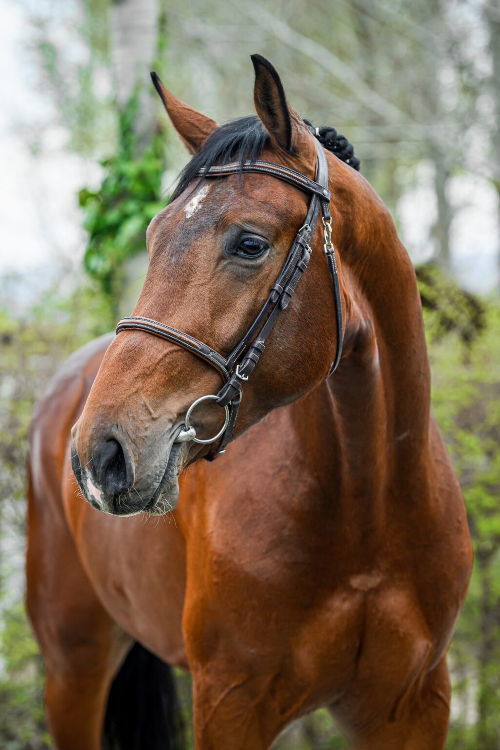 CAESAR Z - Szuhai Horses